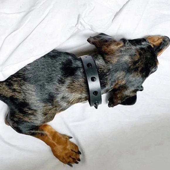 Smooth spike leather dog collar - Size L - Picture 6 of 6